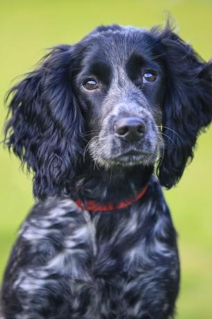 İngiliz cocker spaniel