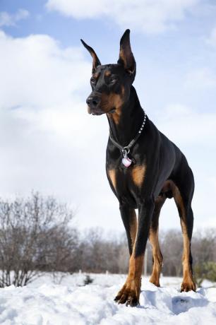 Doberman pinscher