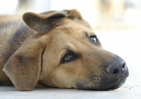 yerde yatarken üzgün kahverengi köpek