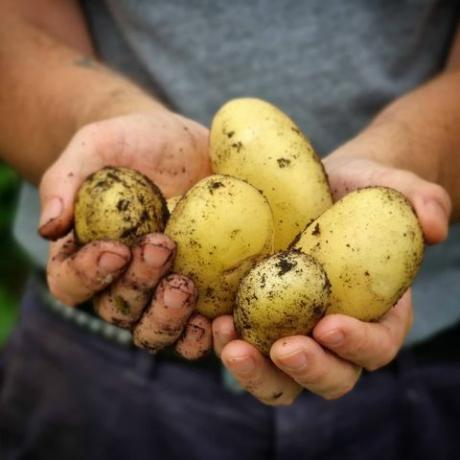 patates nasıl yetiştirilir