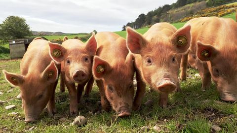 Bir çiftlikte domuz yavruları