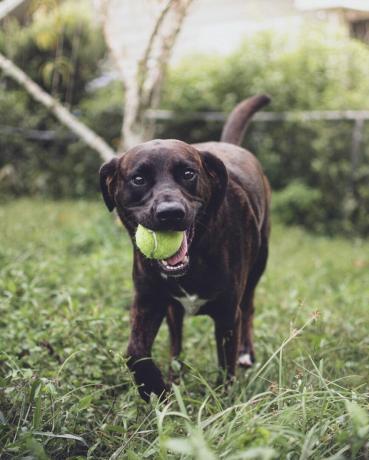 topla oynayan köpek