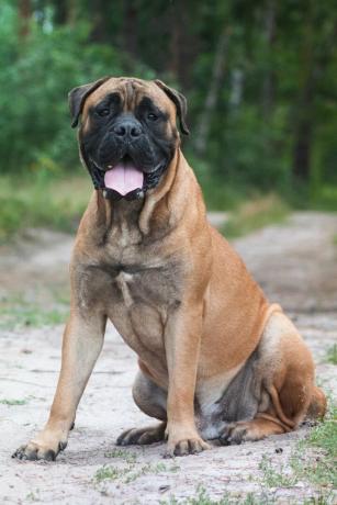 bullmastiff - en iyi bekçi köpekleri