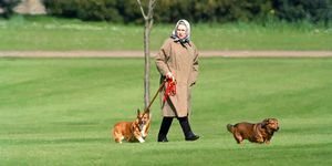 windsor, birleşik krallık 2 nisan kraliçe elizabeth ii köpeklerini windsor şatosunda gezdiriyor, 2 nisan 1994'te windsor'da, birleşik krallık fotoğraf, julian parkeruk press via getty images