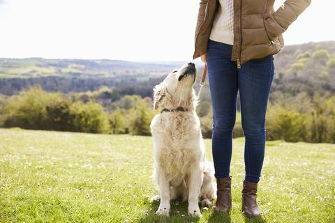 Golden Retriever kırsal yürüyüşte yakın çekim