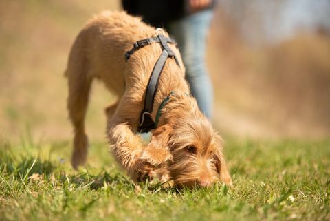 magyar vizsla 18 haftalık köpek yavrusu çimleri kokluyor ve bir iz takip ediyor