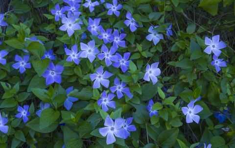 büyük deniz salyangozu, vinca major