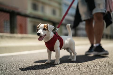 Şehirde yürüyen köpek