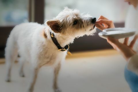 Köpek yemek yakın çekim