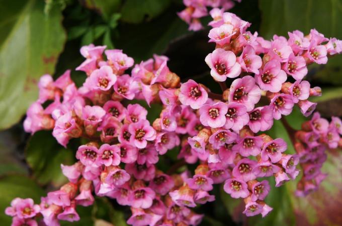 Bergenia crassifolia veya eather bergenia veya domuz squeak yeşil ile kırmızı çiçekler yakın çekim